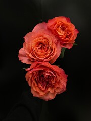 orange, rose, roses on black isolated