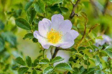 wild rose, Roman Quarry, St. Margarethen, Burgenland, Austria, Europe My 9th 2024