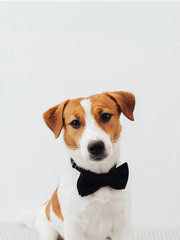 Funny jack russell terrier with black butterfly on his neck sitting on white background and looking at the camera