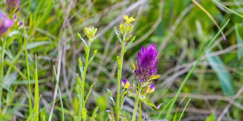 purple flower, Roman Quarry, St. Margarethen, Burgenland, Austria, Europe My 9th 2024