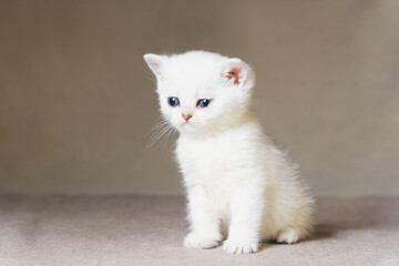 British Shorthair kitten of white color.