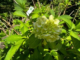 Schlossgarten und Barockschloss Rammenau