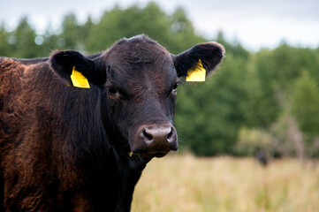 Black angus bull calf portrait