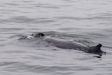 Fototapeta premium Blowhole and dosal fin of a surfacing whale, in Walvis Bay, Namibia.