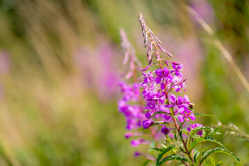 Selective focus of wild Epilobium angustifolium growing in naturally, Chamaenerion is a genus of...