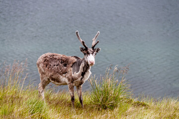 Telephot shot of a reindeer in Northern Norway.