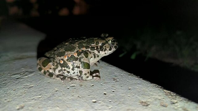 A night frog jumps on the lawn, video 4k, 30 fps