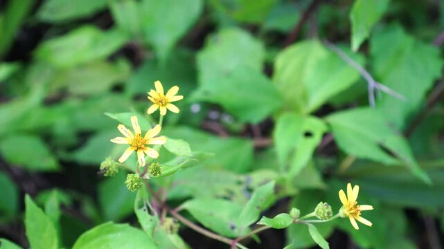 yellow flowers of the Melanthera biflora species are blooming