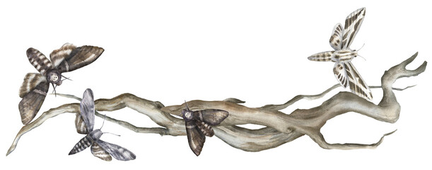 Witch border png, watercolor gothic arrangement, moth, wood, dark forest