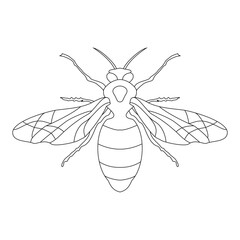 Honeybee vector line art illustration for use in coloring pages or book illustration.
