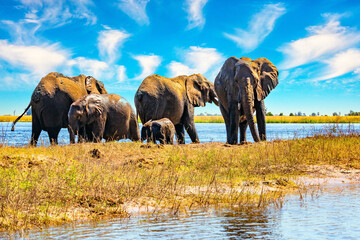 Fototapeta premium Herds of thousands of elephants