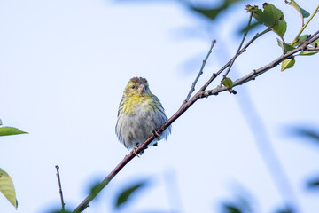 Young Eurasian Siskin eating at early morning.