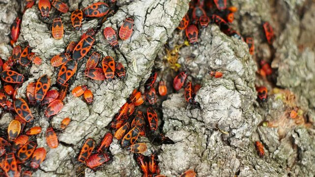 Top view of firebugs crawling slowly on the ground. Some insects are sleeping, and some are actively looking for something.