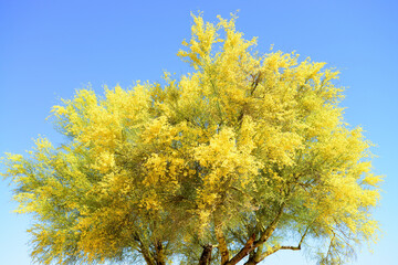 Fototapeta premium Palo Verde Tree, Sonora Desert, Mid Summer