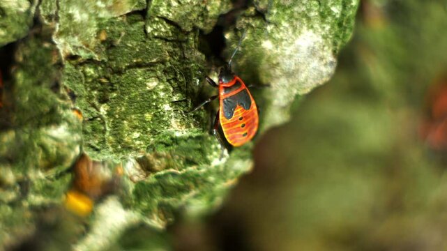 Video in very close-up of how the firebug beetle sits and moves its mustache. Other similar beetles crawl nearby.