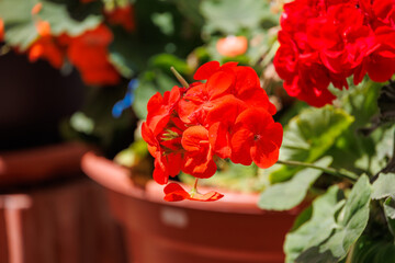 Clusters of peony red flowers stand out against green foliage, all set in brown plant pots