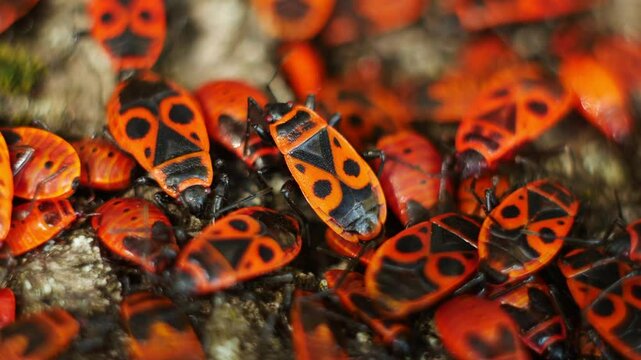 Macro video of solid firebug beetles during a collective vacation. Some sleep, and some insects move lazily.