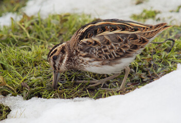 jack snipe (Lymnocryptes minimus) in natural habitat