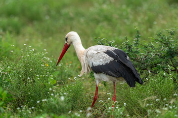 Cigogne blanche, Ciconia ciconia, White Stork