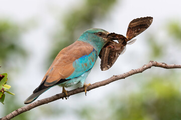 Rollier d'Europe,. Coracias garrulus, European Roller