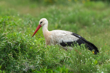 Cigogne blanche, Ciconia ciconia, White Stork