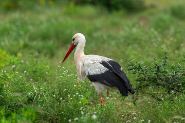 Cigogne blanche, Ciconia ciconia, White Stork