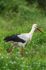 Cigogne blanche, Ciconia ciconia, White Stork