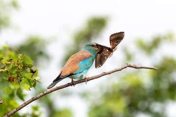 Rollier d'Europe,. Coracias garrulus, European Roller