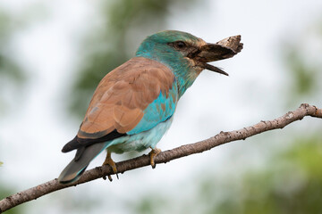 Rollier d'Europe,. Coracias garrulus, European Roller