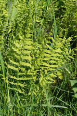 Fougère des marais, Thelipteris palustris