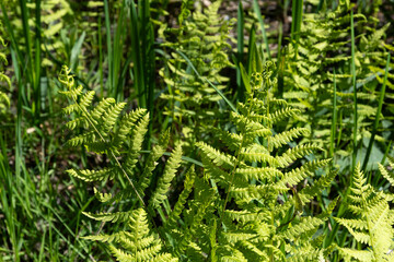 Fougère des marais, Thelipteris palustris