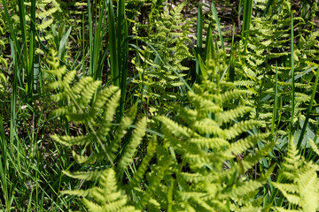 Fougère des marais, Thelipteris palustris