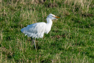 Héron garde boeufs,.Bubulcus ibis, Western Cattle Egret