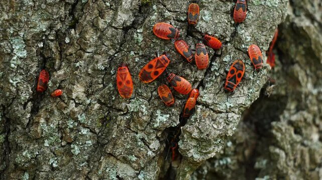 Video filming near firebug with their offspring in their natural habitat. Beetles crawl on the tree bark.