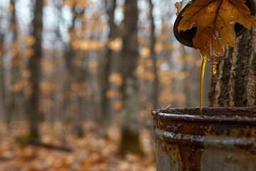 Close-up of maple sap dripping into a bucket, with a blurred maple tree forest