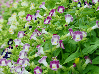 群生する紫のトレニア（ハナウリクサ）