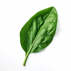 Obraz premium Closeup of a single fresh green spinach leaf on a white background