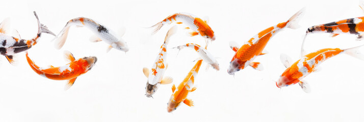 

Colorful koi fish swimming in a pond illustration, Carp, symbol Good luck for backgrounds, wallpaper