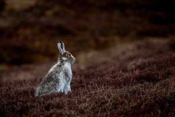Mountain Hare stands in a field with a blurred background in Glenshee, Scotland, United Kingdom