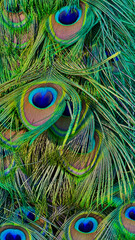 Fototapeta premium Blue peacock feathers in closeup