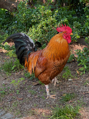 The great cock. Cock on the sunny walk Beautiful cock in the pen for chickens in the village, close-up. white beautiful cock.