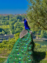 A male peacock photographed from behind with colourful tail in foreground and head in profile in background © Daniel