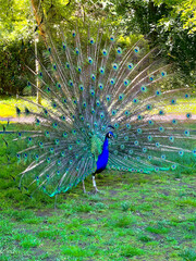 A male peacock photographed from behind with colourful tail in foreground and head in profile in background