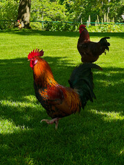 The great cock. Cock on the sunny walk Beautiful cock in the pen for chickens in the village, close-up. white beautiful cock.
