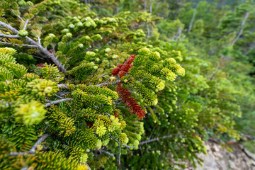 Alpine flora around Kitazawa Pass, Senjogadake and Kaikomagadake