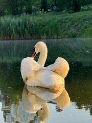 swan on the lakes