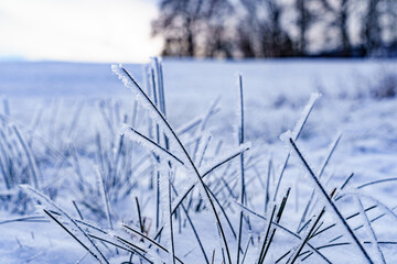 Snowy field with frozen grass blades