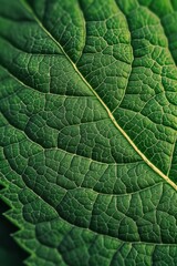 Obraz premium Extreme close up of the intricate veins of a single green leaf