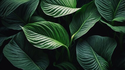 Green leaves Spathiphyllum