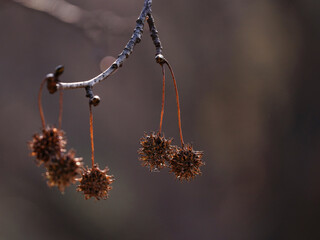 垂れ下がるモミジバフウ